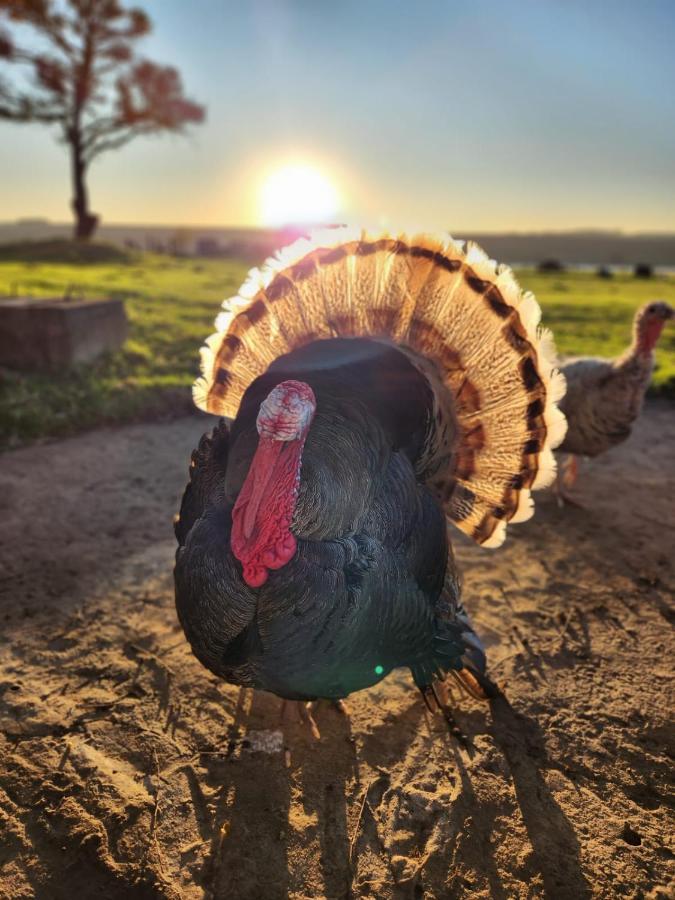 Green Thumb Farm Stay Ermelo Dış mekan fotoğraf