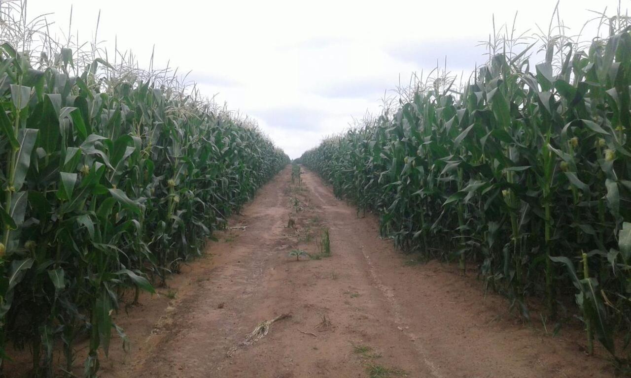 Green Thumb Farm Stay Ermelo Dış mekan fotoğraf