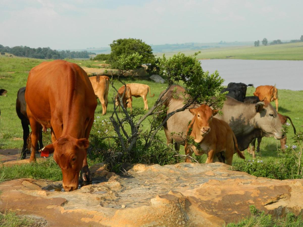 Green Thumb Farm Stay Ermelo Dış mekan fotoğraf